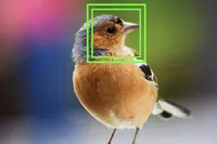 科学家首次在鸟类上使用面部识别技术