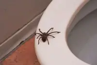 猎奇恐怖：厕所拉屎，竟有蜘蛛爬到蛋上……