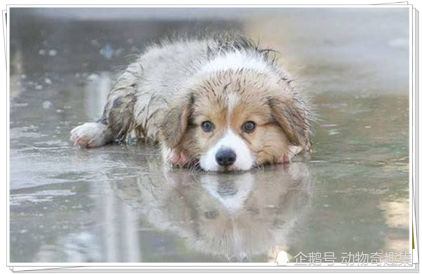 宠物狗在大雨中等主人，好心女孩为它遮风挡雨，网友评论亮了