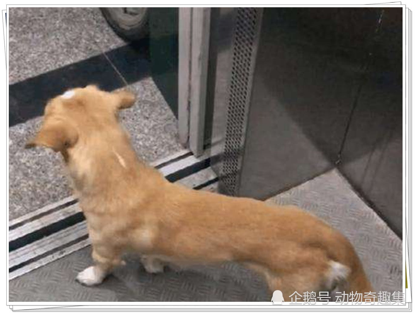 宠物狗每天自己下楼去遛弯，然后坐电梯回家，不可思议