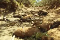 连续12天42℃！澳洲大批野马热死渴死在一个干燥水坑