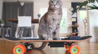 为爱猫打造专属电动滑板车！工程师发挥创意打造趣味创作