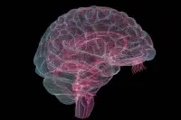 你大脑中有僵尸细胞吗？科学家：肥胖的人更多，或许与焦虑有关！