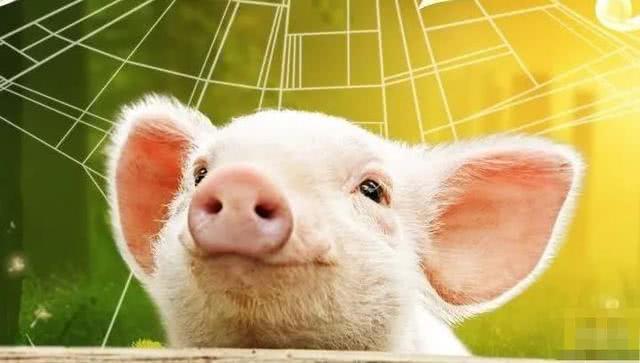 AI养猪时代到来？中国的科技巨头纷纷将目光投向养殖业
