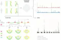 Science：发布首个全分辨率的人类基因组遗传图谱