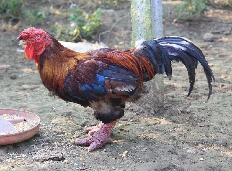 地球上最贵的四种鸡：第一种售价607万，很多土豪买来当宠物