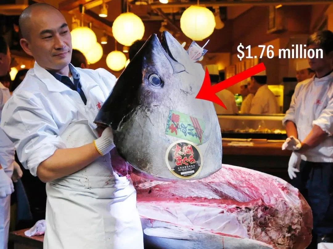 揭秘世界最大鱼市，单条金枪鱼最高卖到1146万，年销售额达500亿