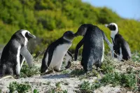 企鹅被认定为最佳“生物档案馆”，科学家欲以此追踪南极环境变化
