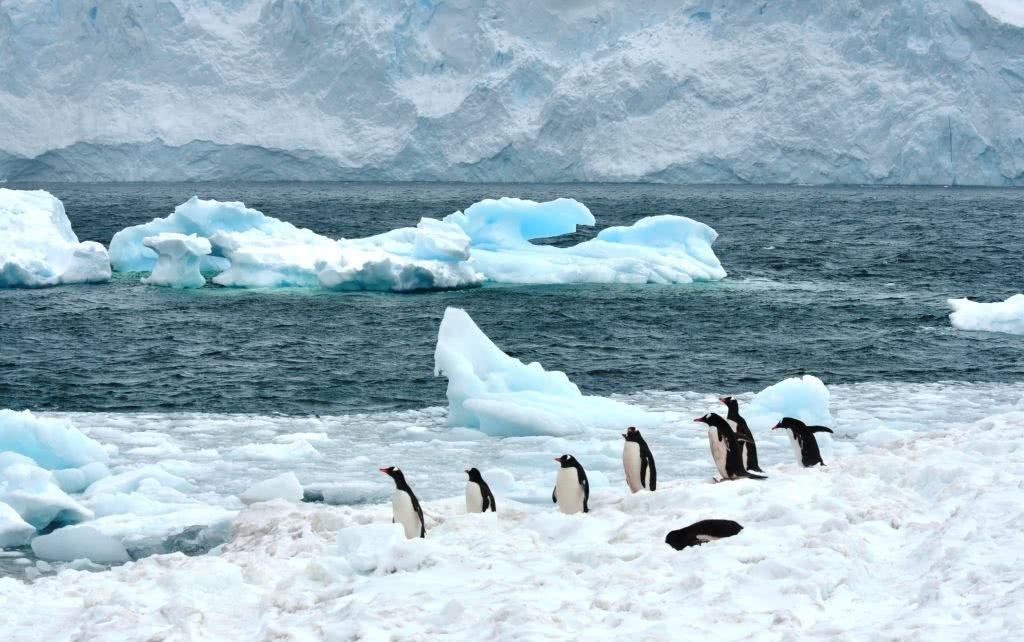 南极出现企鹅超级种群，数量超150万，人类迫使它们迁移至此