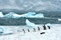 南极出现企鹅超级种群，数量超150万，人类迫使它们迁移至此