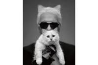 最有钱的猫！KarlLagerfeld将$2.37亿美元遗产给予爱猫Choupette？